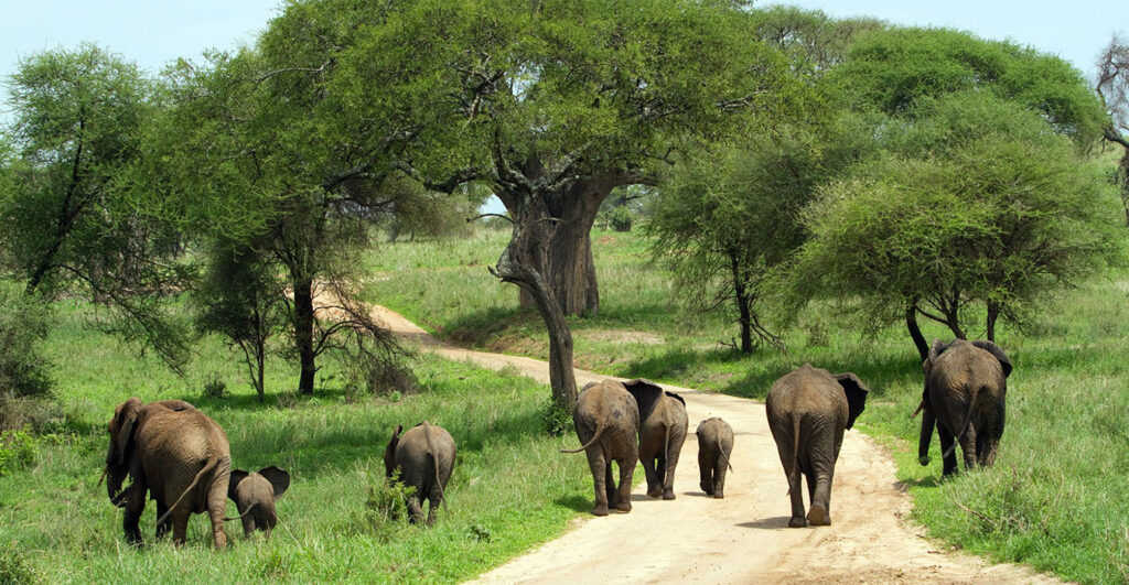 7 Days Tanzania Wildlife Safari