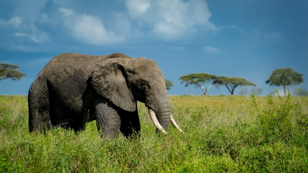 Tanzania Safaris