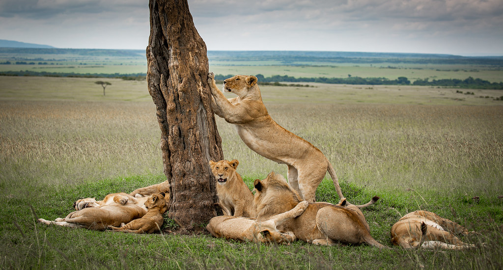 6 days Best Self Drive Safaris In Tanzania