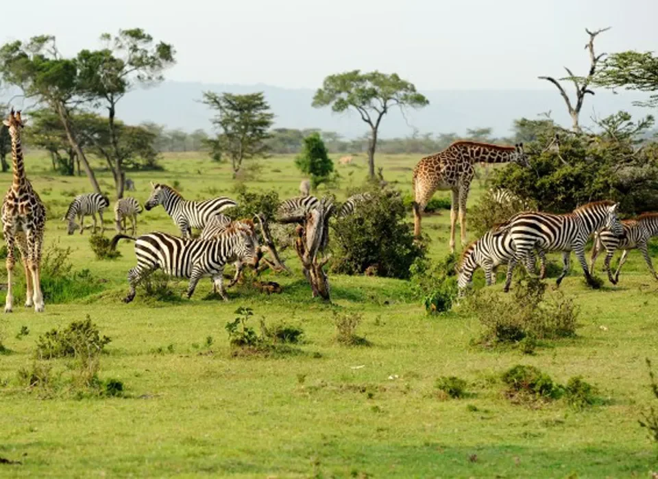 Mkomazi National Park