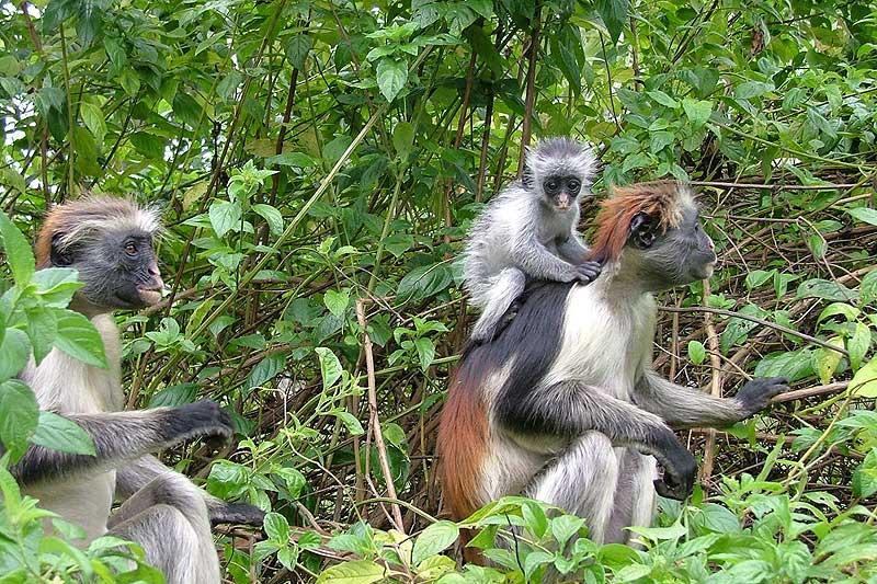 Jozani Forest Nature Walks
