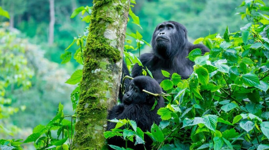 Bwindi Impenetrable Forest National Park